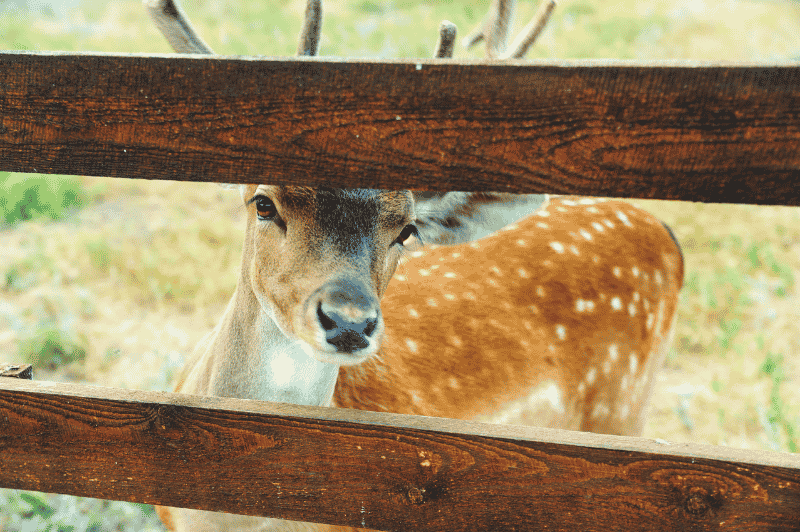 Deer fence and ranch rail installation by Fence Craft Oklahoma