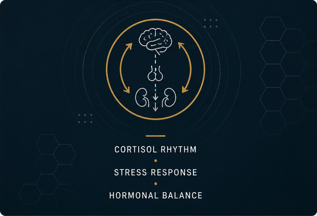 The hypothalamic-pituitary-adrenal axis is the bridge between chronic stress and metabolic breakdown. It controls when cortisol rises, when it falls, and how the body uses that signal to mobilize energy or shift into recovery. When the HPA axis is calibrated, mornings have lift, evenings have descent, and stress comes and goes without sticking. When it's dysregulated, you get tired-but-wired evenings, flat mornings, weight that won't shift, and a sense that the floor under your output keeps lowering.
