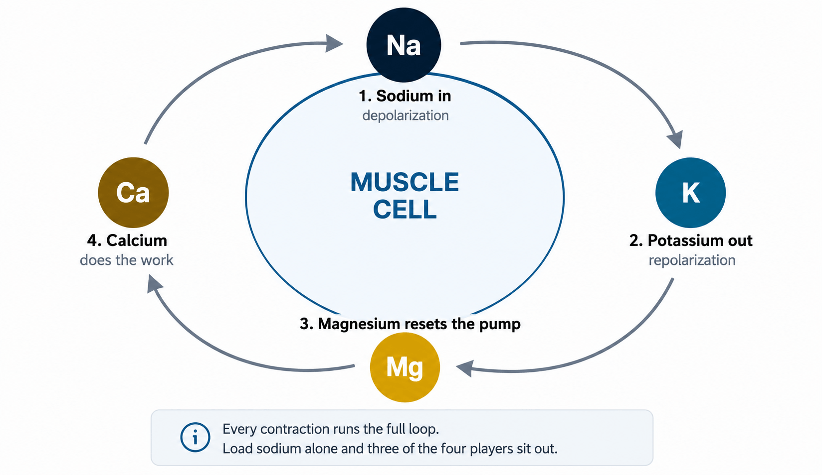 Diagram illustrating the four-step mineral cycle required for normal muscle contraction and cellular electrical signaling. Sodium (Na) enters the muscle cell to initiate depolarization, potassium (K) exits the cell to create repolarization, magnesium (Mg) supports the sodium-potassium pump to reset the system, and calcium (Ca) triggers the actual muscle contraction. Circular arrows show the continuous cycle between these minerals, emphasizing that muscle function, nerve signaling, hydration, and energy production depend on all four minerals working together rather than sodium alone.