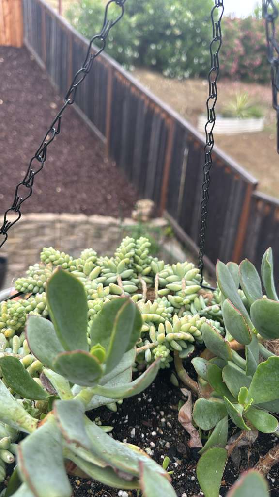 Nataki's garden — swing