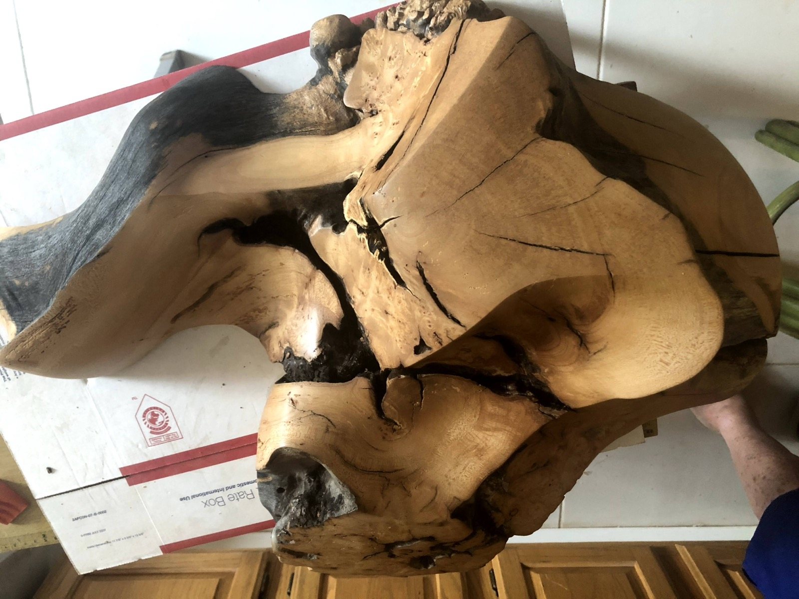 Sculptural bowl with dark natural openings and pale grain