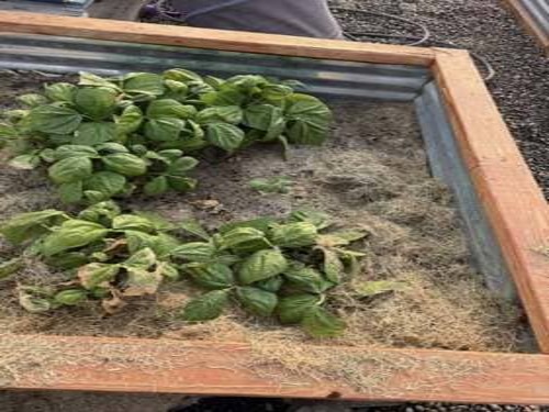 Mulch Installation Idaho Falls