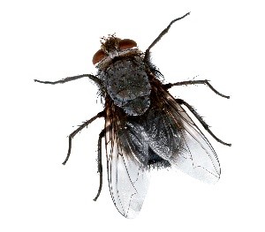 Légy
