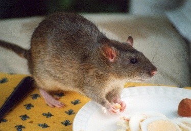 Patkány