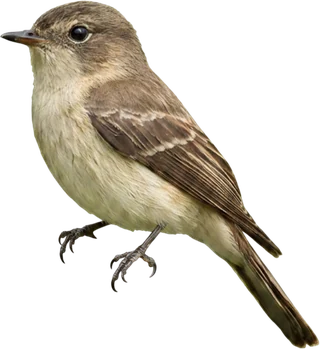 The Eastern Wood Pewee