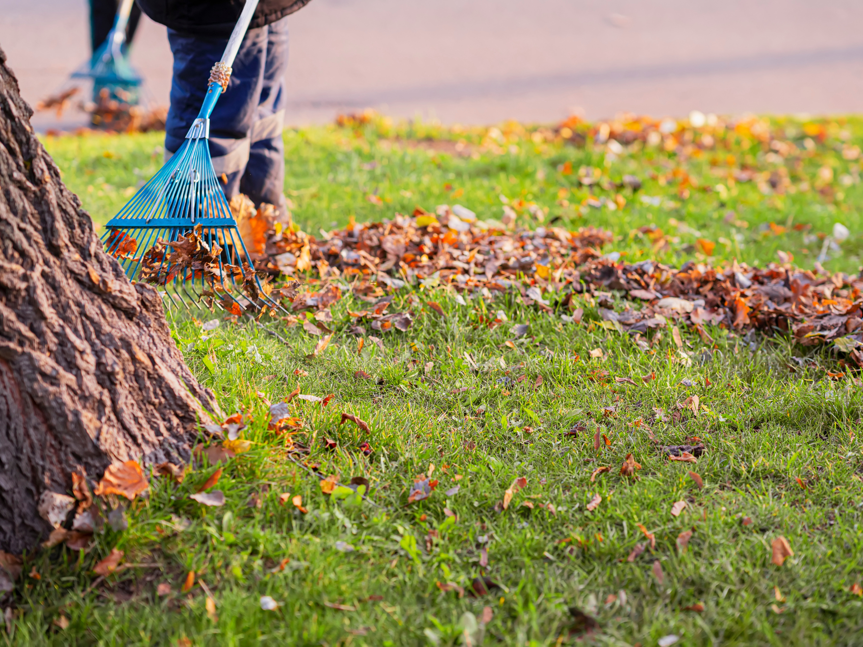 Leaf Removal