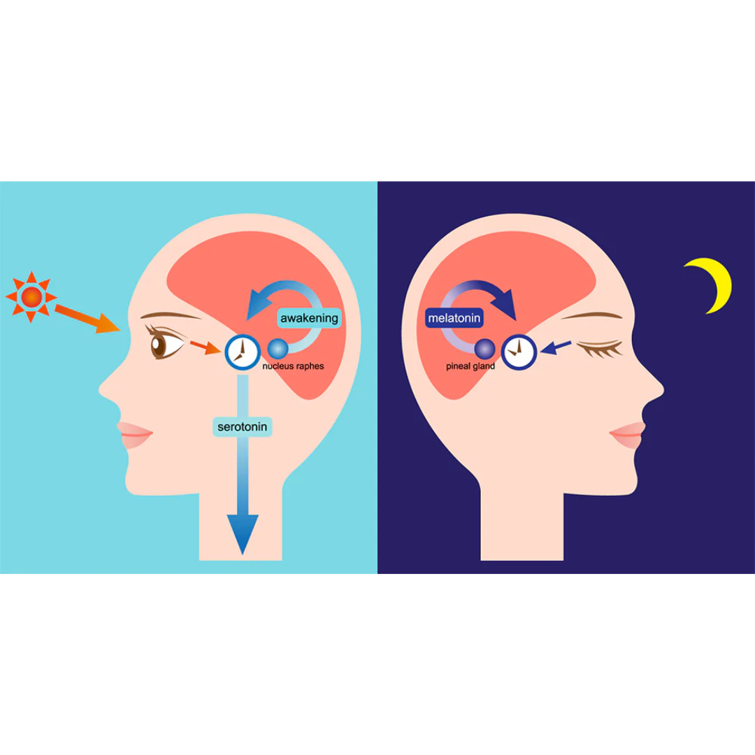 circadian entrainment