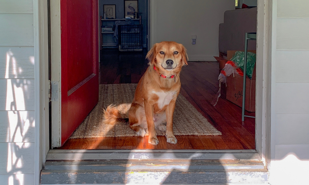 Pet