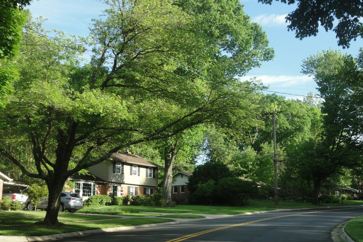 A quiet tree-lined residential street
