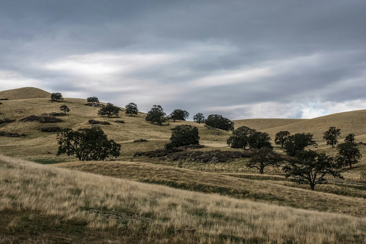 Grassy hills with oak trees