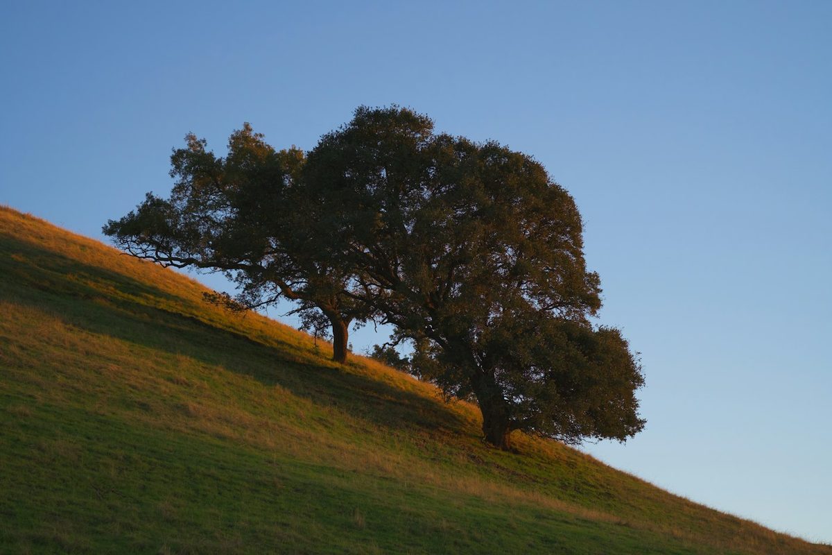 Oak trees on a grassy hillside