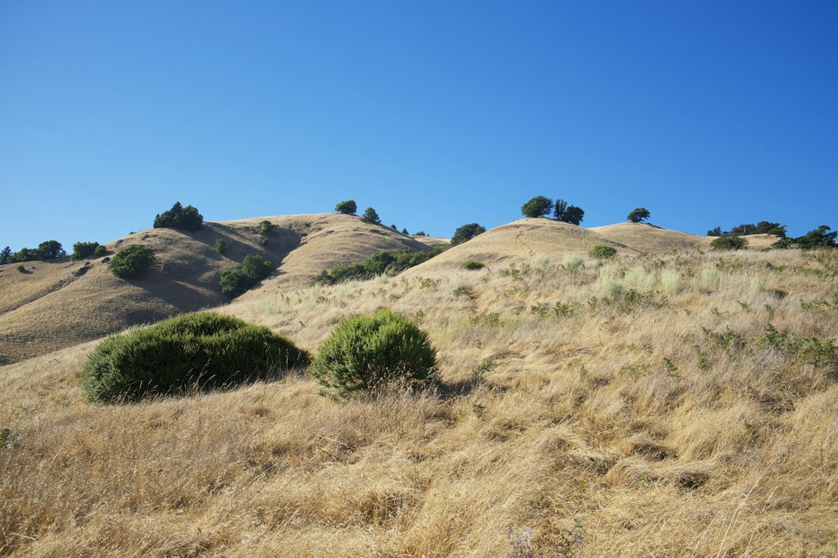 Golden grass hills under a blue sky