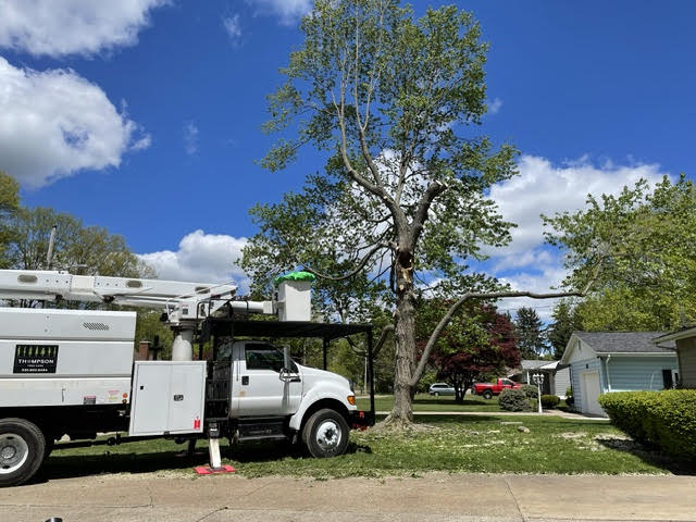 Tree Removal