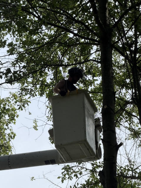 24/7 Emergency Tree Service