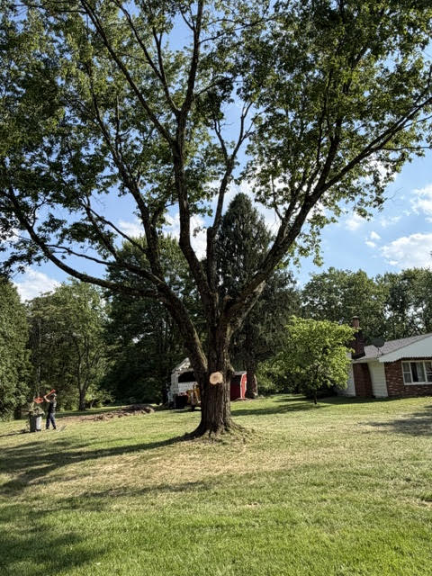 Thompson Tree Care tree trimming and pruning work