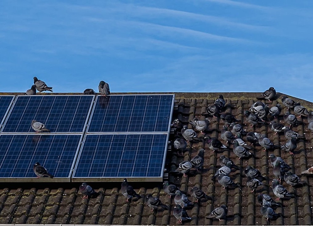 Pigeons on solar panels