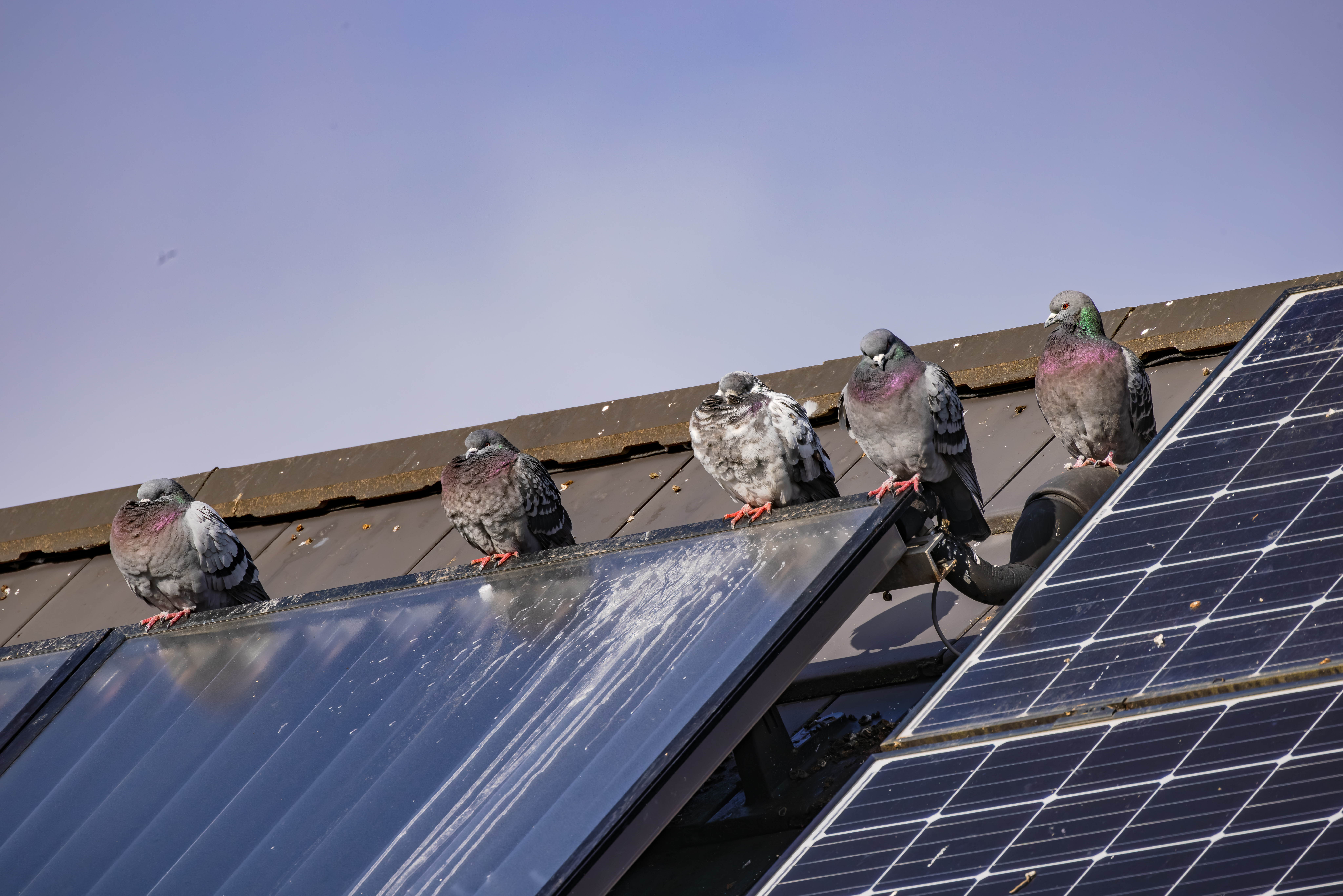 Pigeon nesting under solar panels