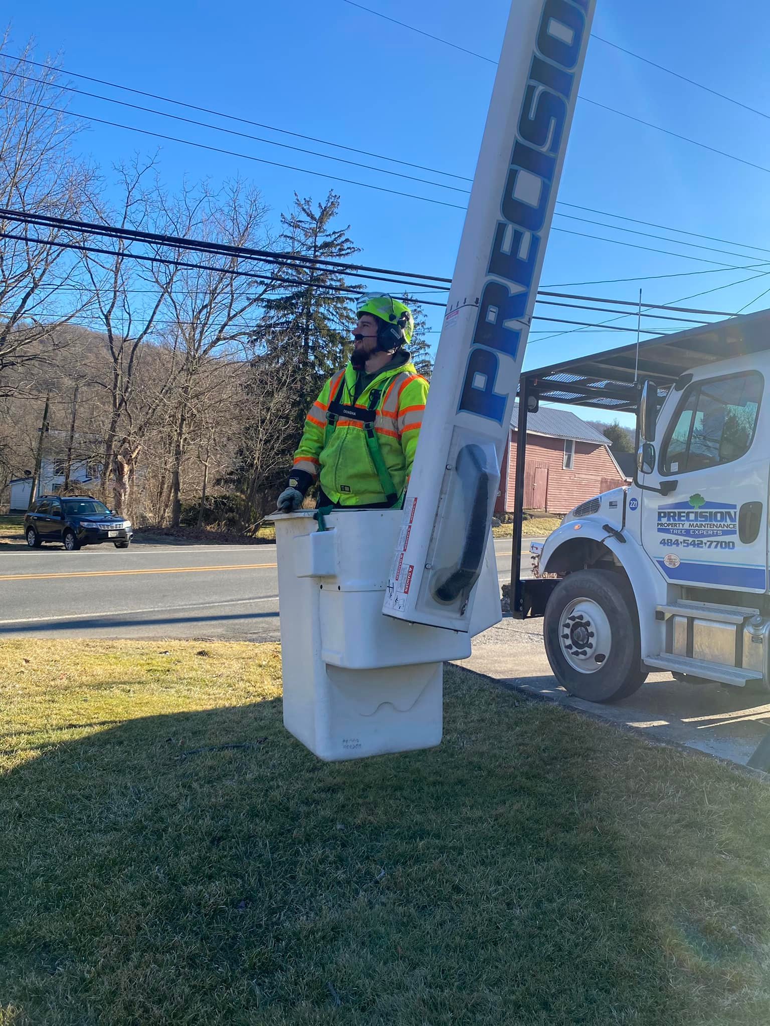 Arborist checking a tree