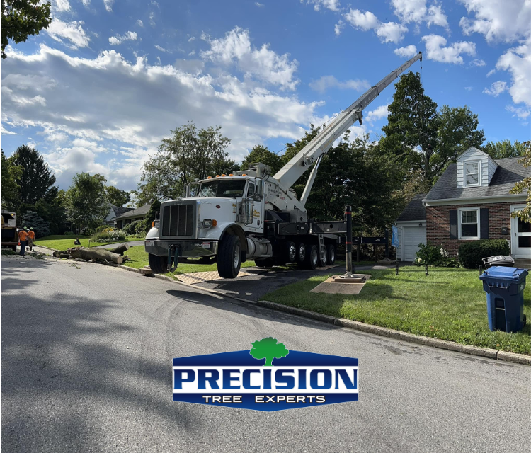 Professional tree removal crew working safely