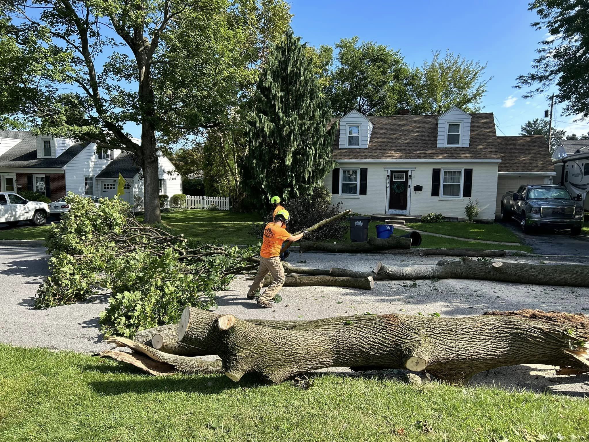 Precision Tree Experts certified arborist providing professional tree care