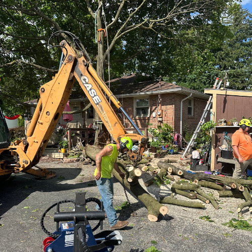 Professional tree care in Wilson Borough residential neighborhood