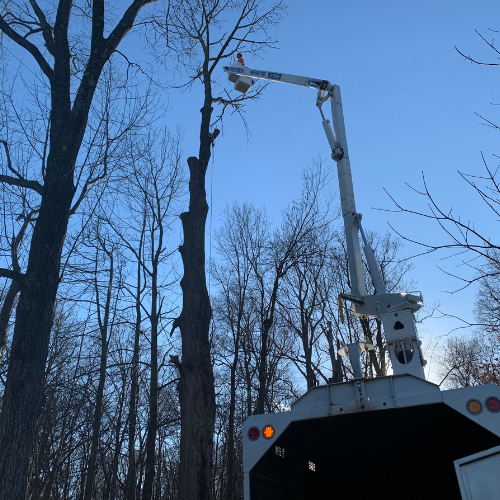 Precision Tree Experts crew providing premium tree care in Center Valley