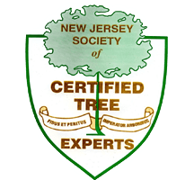 Certified Tree Experts
