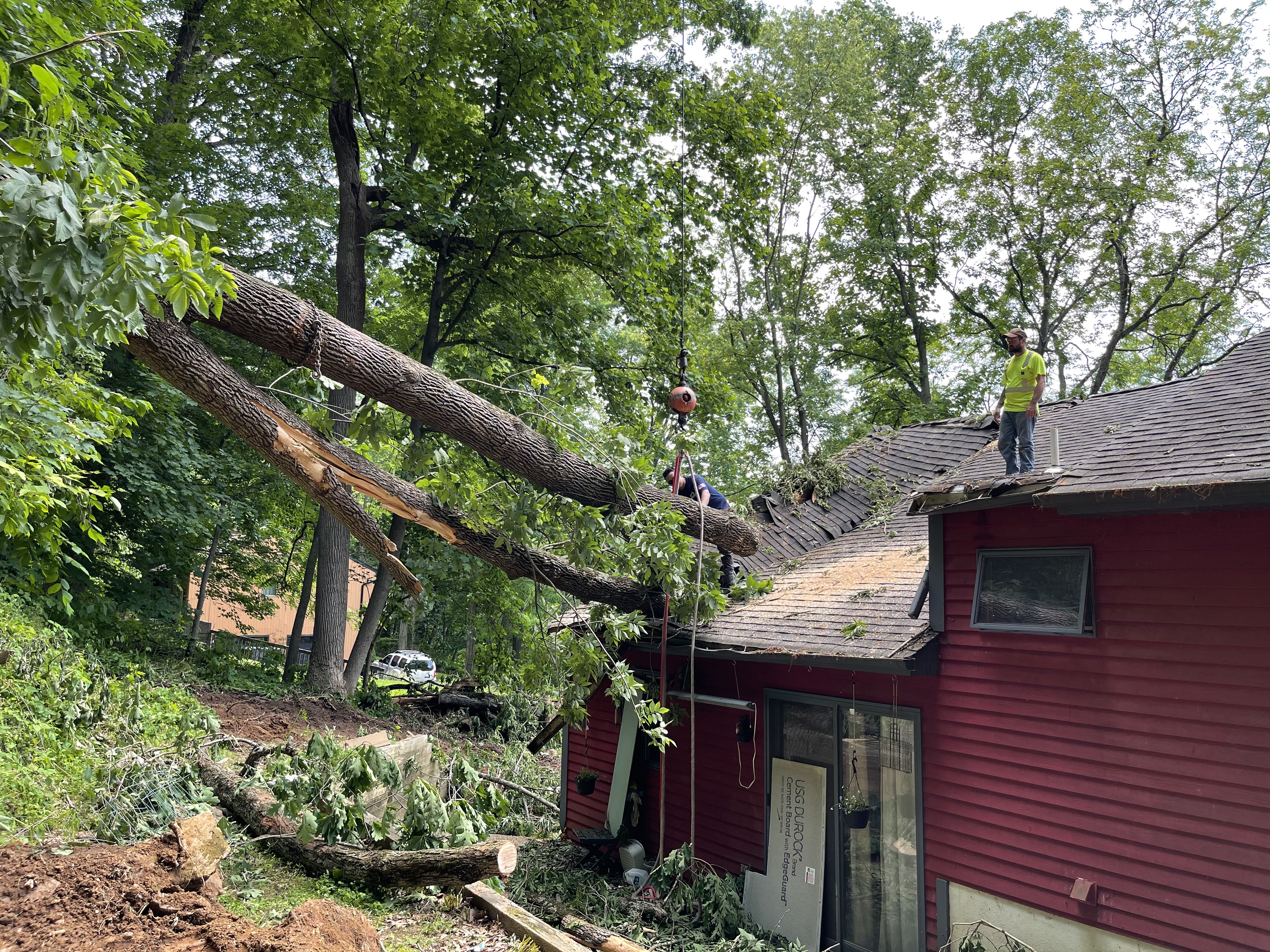 Professional emergency tree removal crew