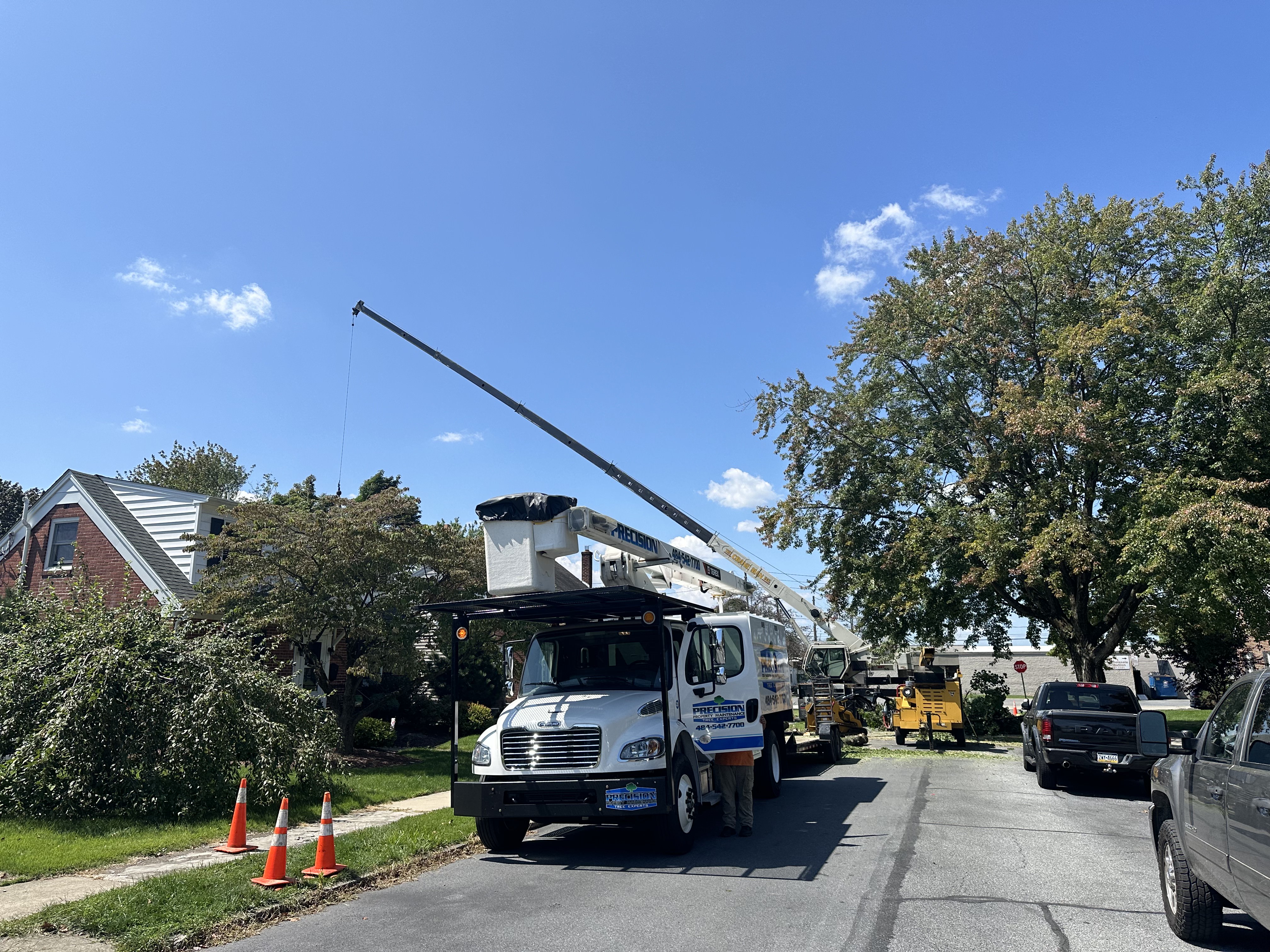 Professional tree removal crew at a residential property