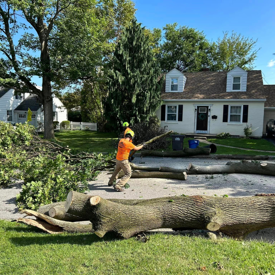 Professional tree care in Forks Township, PA