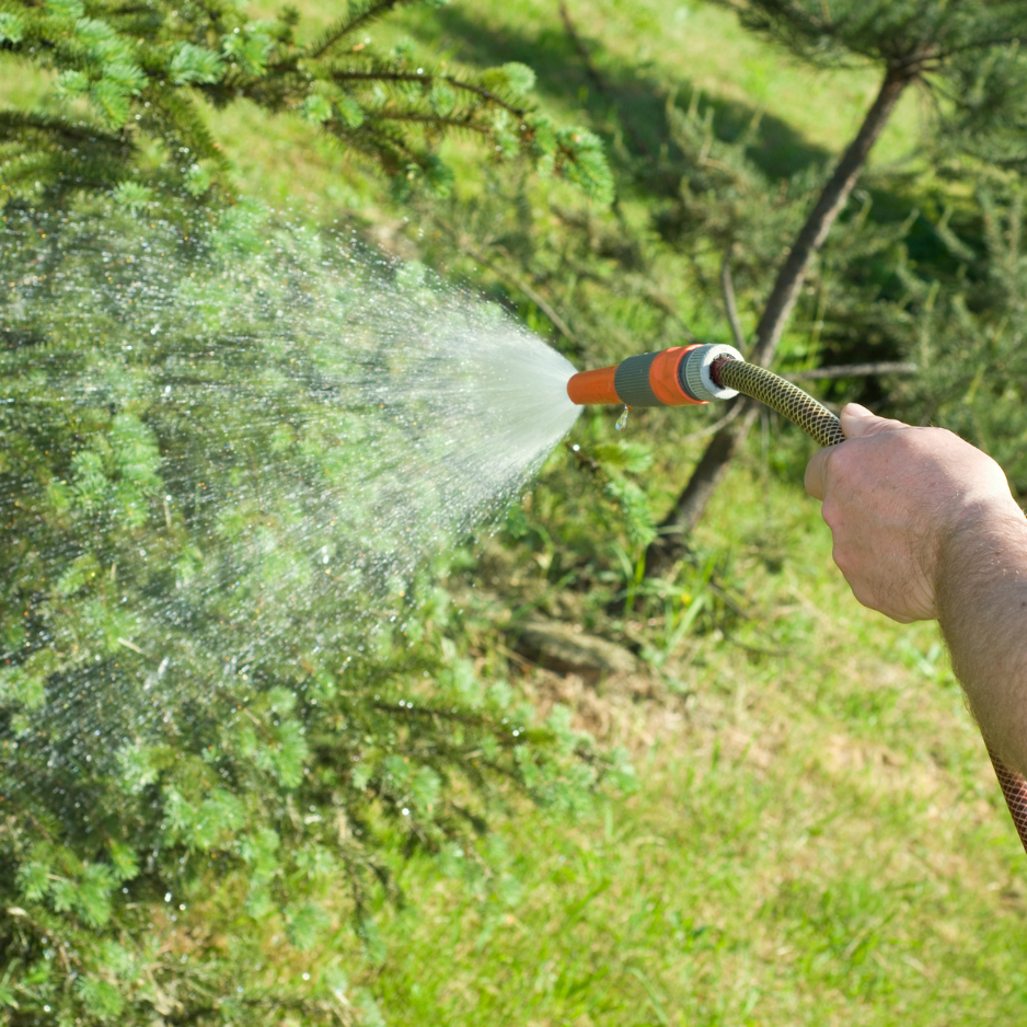Professional tree care
