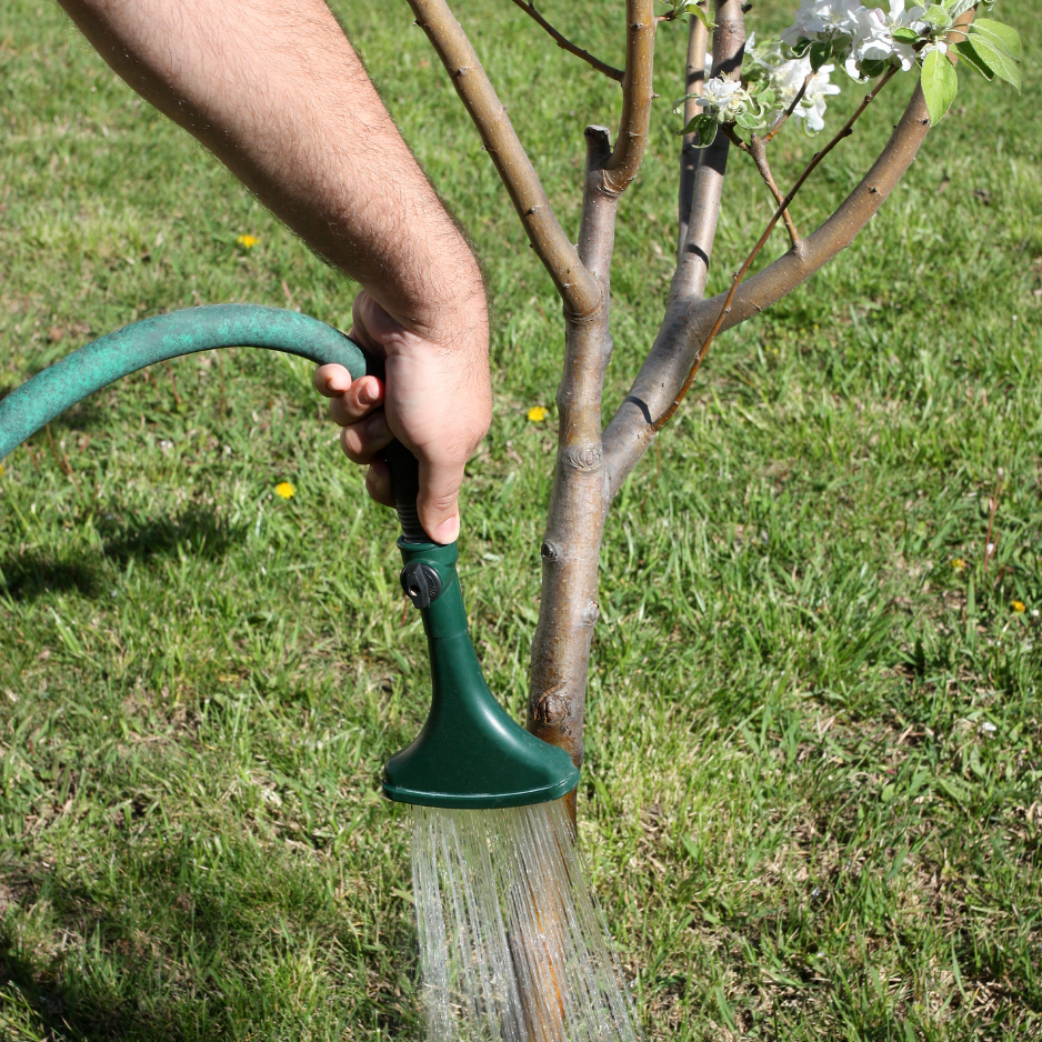 Arborist checking tree health