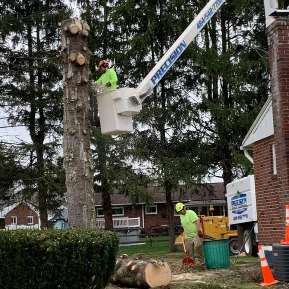 Professional tree care in an Allentown neighborhood