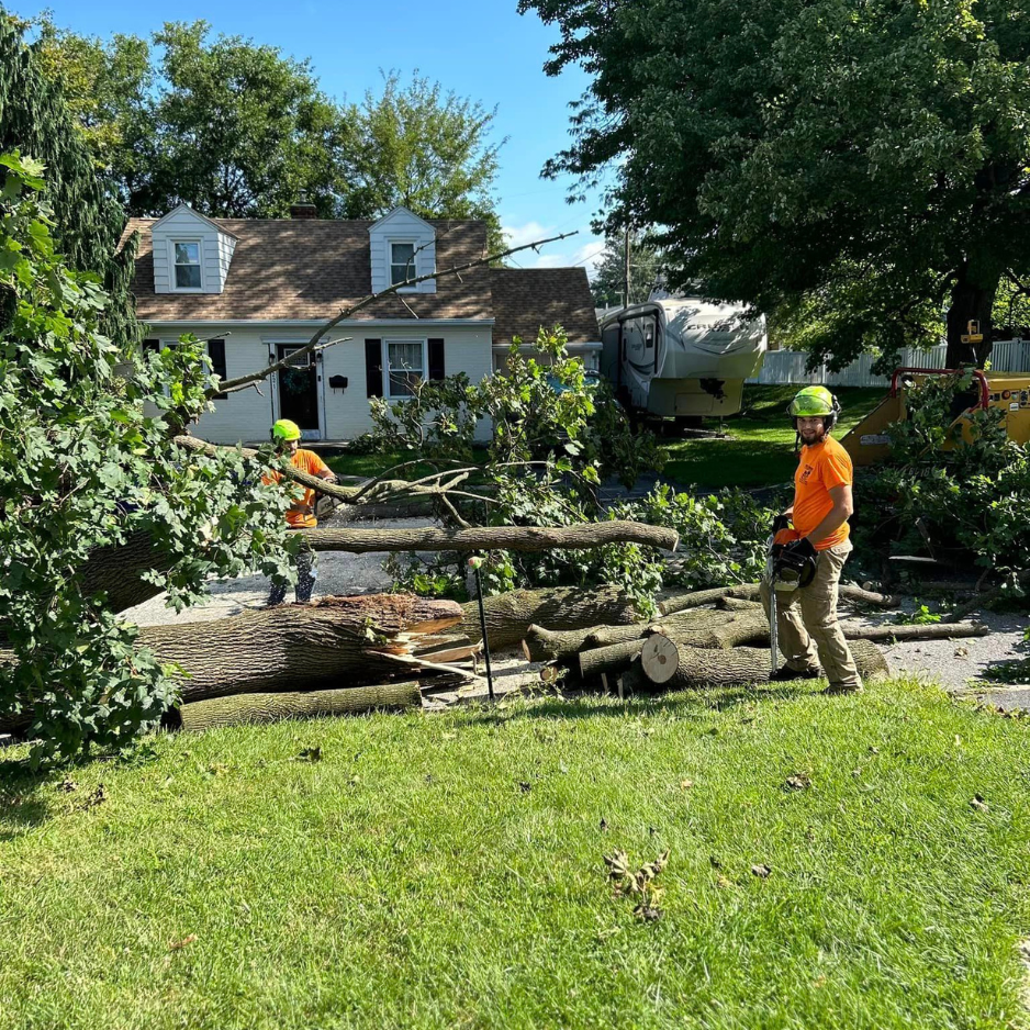 Professional tree care in Palmer Township, PA