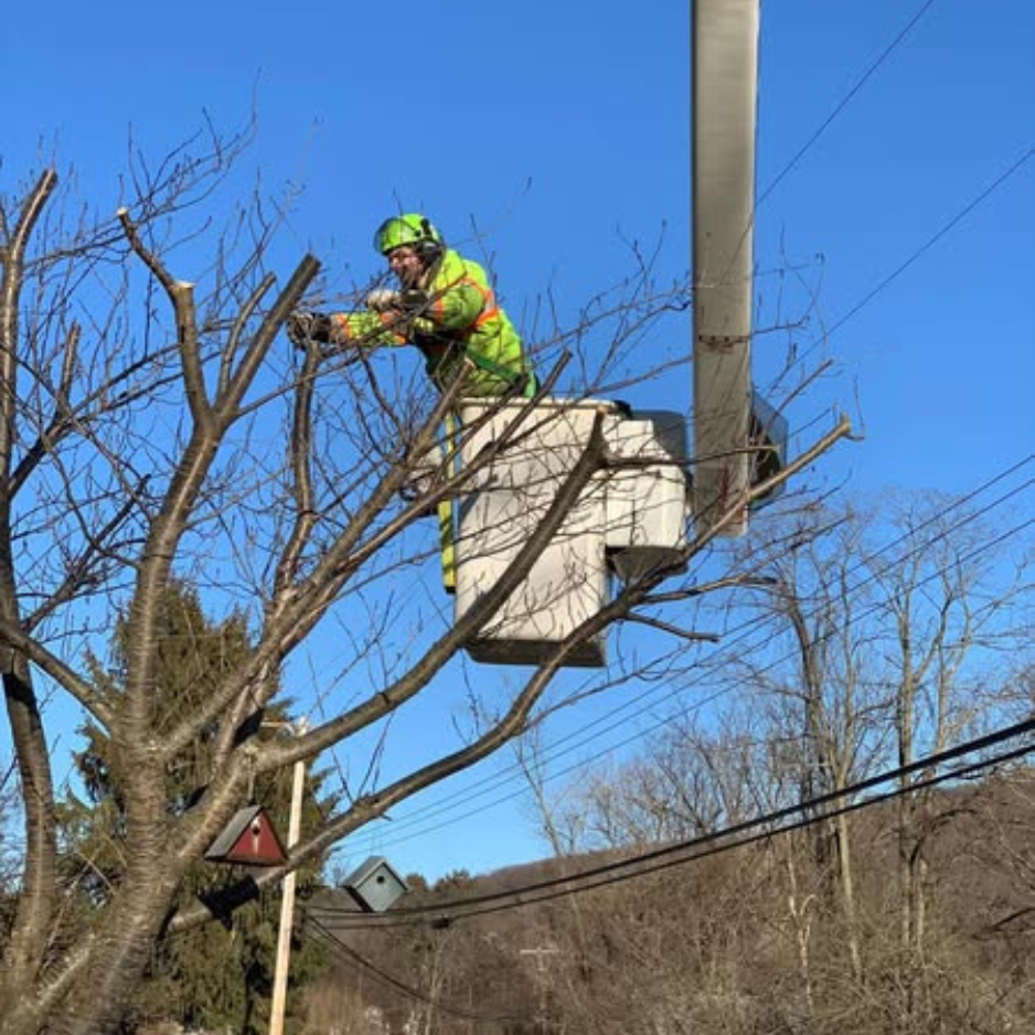 Professional tree care in a historic Bethlehem neighborhood