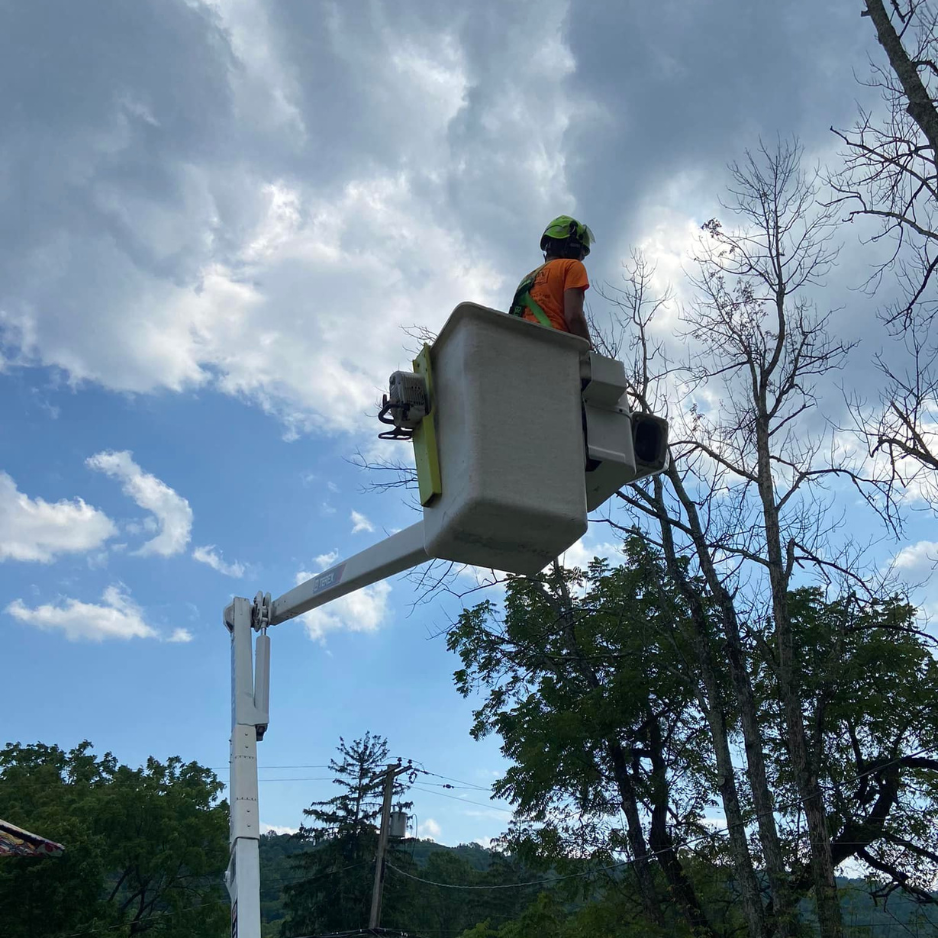 Professional tree care in Whitehall Township, PA