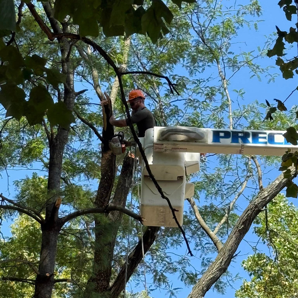Professional tree care in Lower Saucon Township, PA