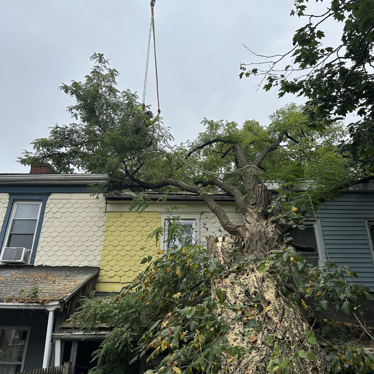 Precision Tree Experts Precision Tree Experts