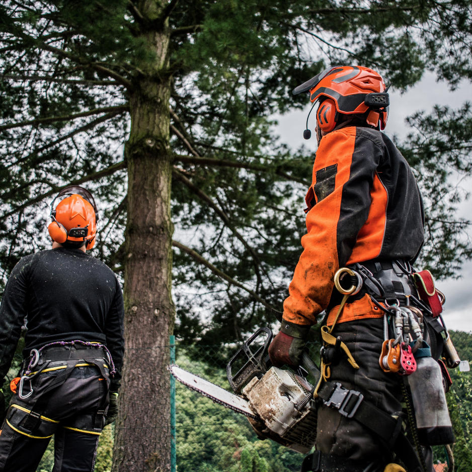 The Difference Between a Real Arborist and a Guy With a Chainsaw