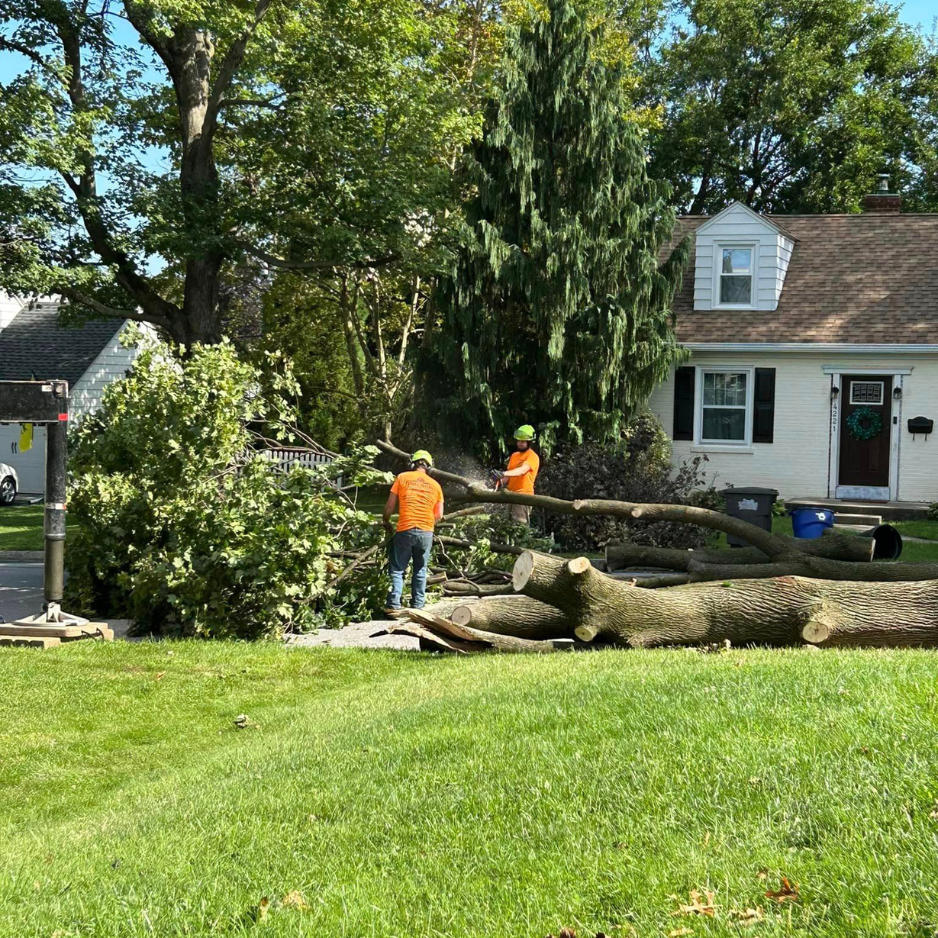 What Tree Removal Costs Around Bethlehem