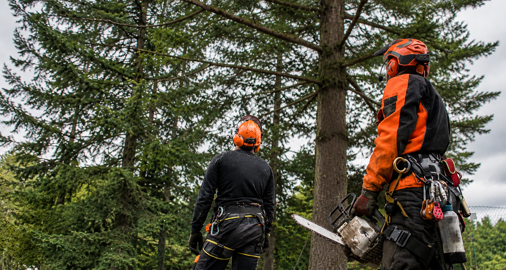 Arborist inspecting a tree
