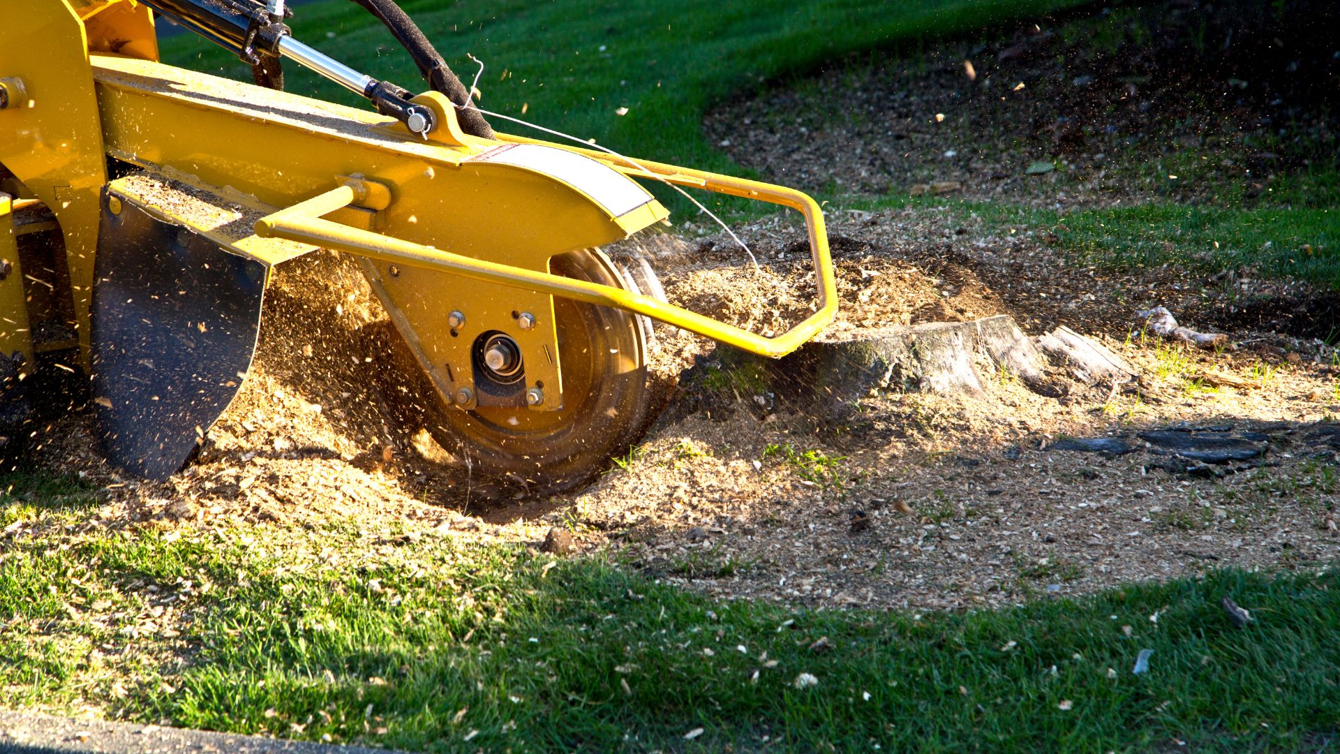 Precision Tree Experts tree care