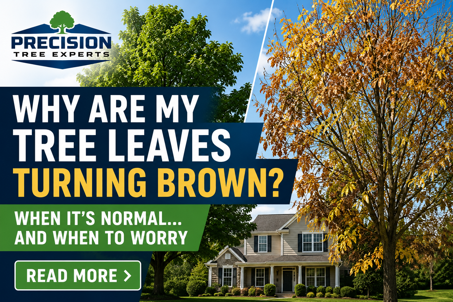 Why Are My Tree Leaves Turning Yellow or Brown? When to Worry and When It's Normal