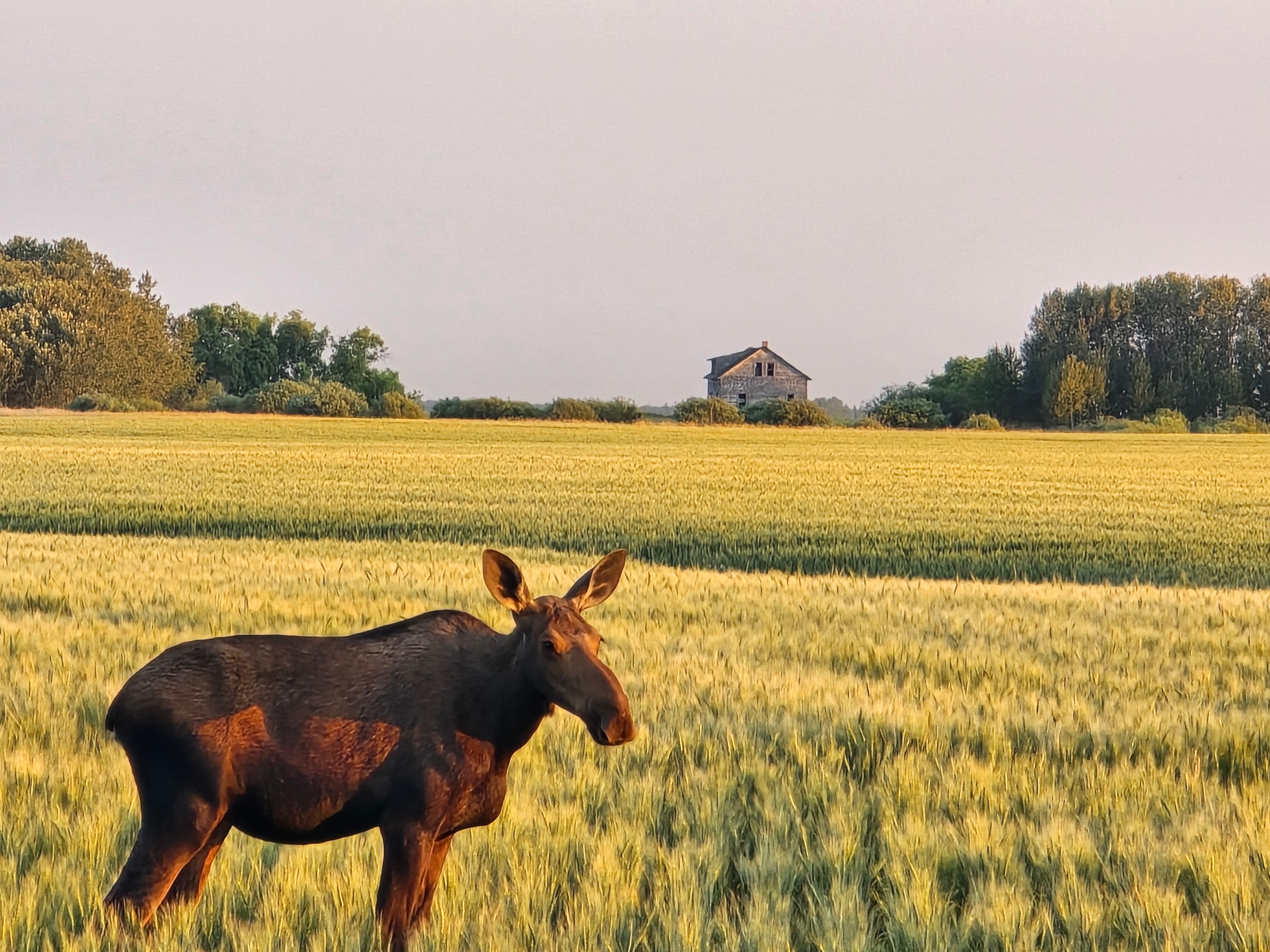 A Crown Chiro practitioner providing chiropractic care to a patient near Indian Head, SK