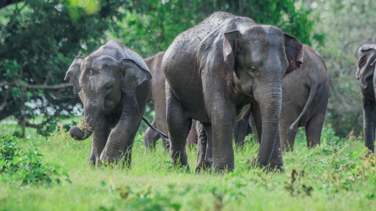 Wild elephants in Sri Lanka's green highlands