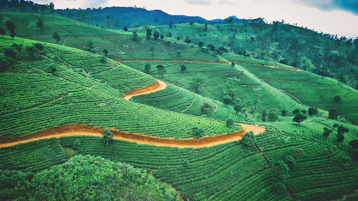 Terraced tea plantations in Sri Lanka's hill country