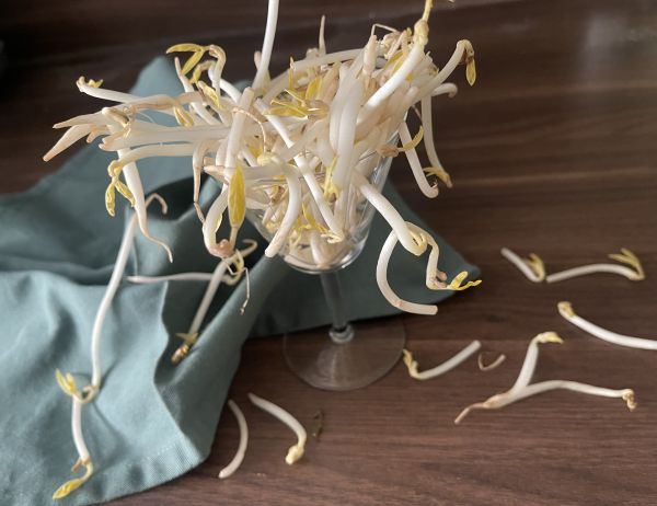 Gemüse-Offensive - 6 Mungbohnensprossen: die "falschen Sojasprossen