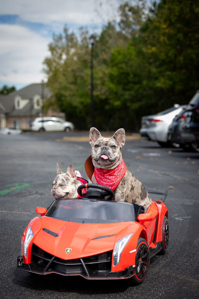 Tyler Pets · Outdoor
