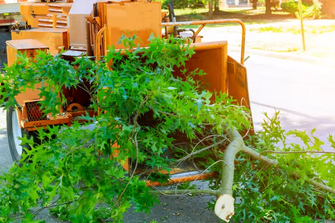  Tree Services