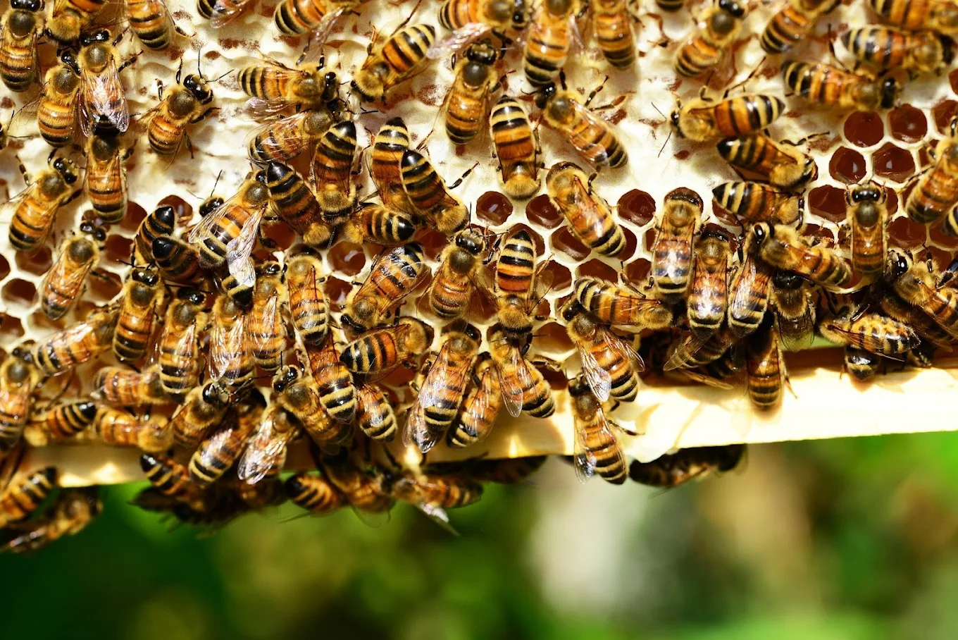 Honeybees on honeycomb for professional live bee removal